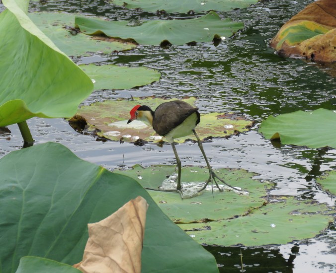 Comb-crested Jacana by James Zainaldin - La Paz Group