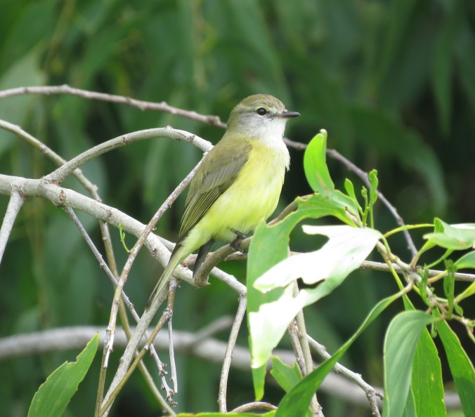 Lemon-bellied Flycatcher by James Zainaldin - La Paz Group