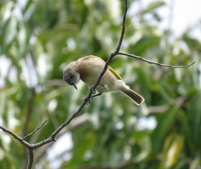 Rufous-banded Honeyeater by James Zainaldin - La Paz Group