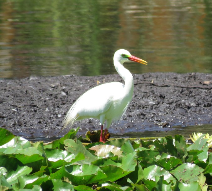 Intermediate Egret by James Zainaldin - La Paz Group