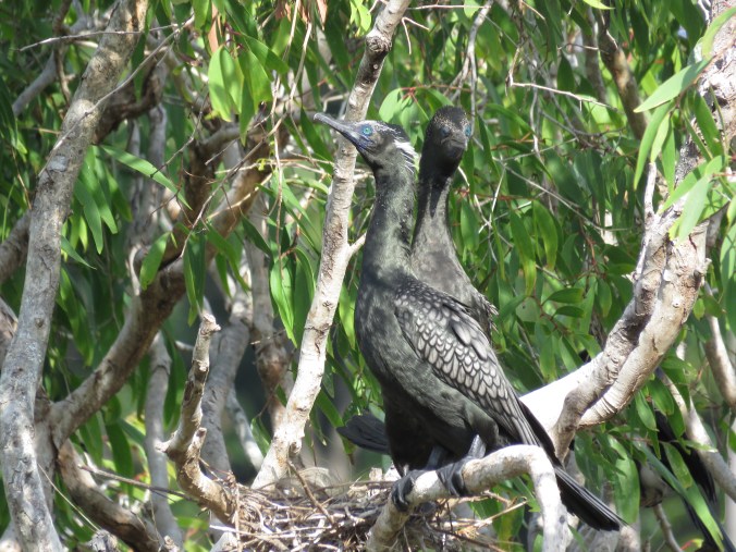 Little Black Cormorant - La Paz Group