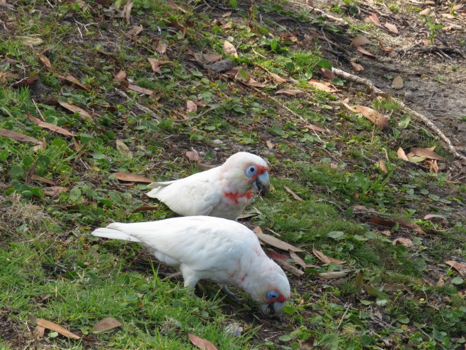 Little Corella by James Zainaldin - La Paz Group