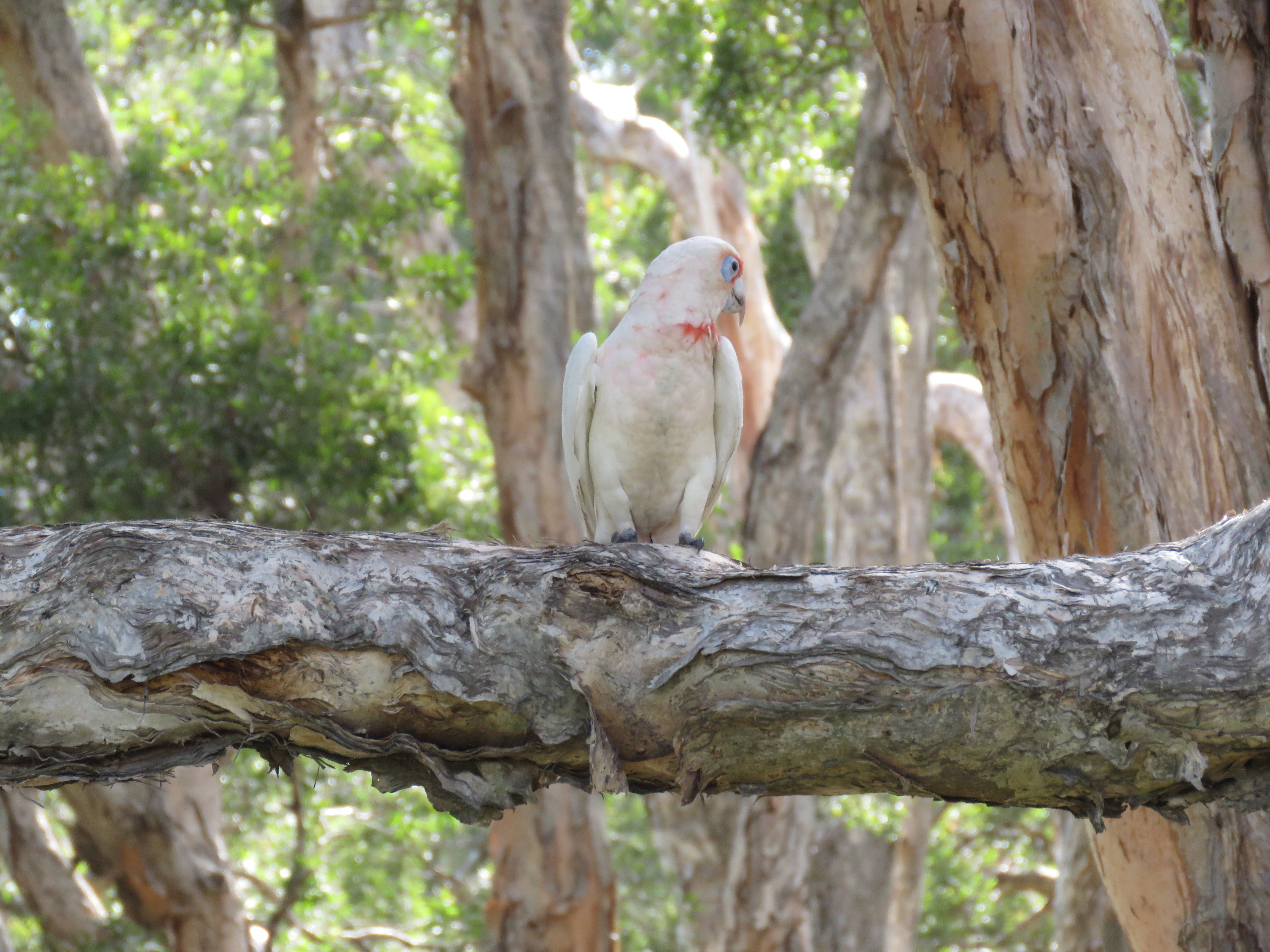 Long-billed Corella - La Paz Group