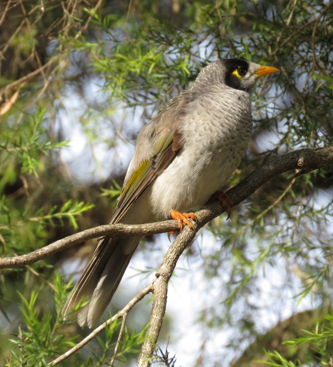 Noisy Miner by James Zainaldin - La Paz Group