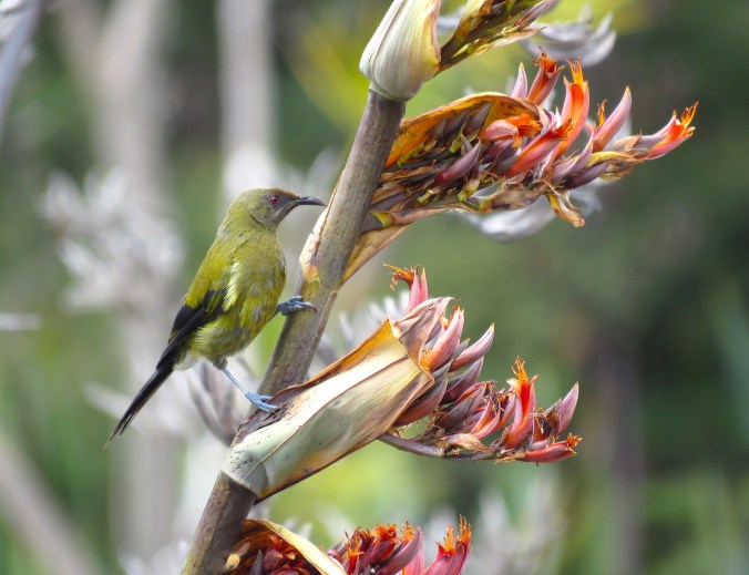 New Zealand Bellbird by James Zainaldin - La Paz Group