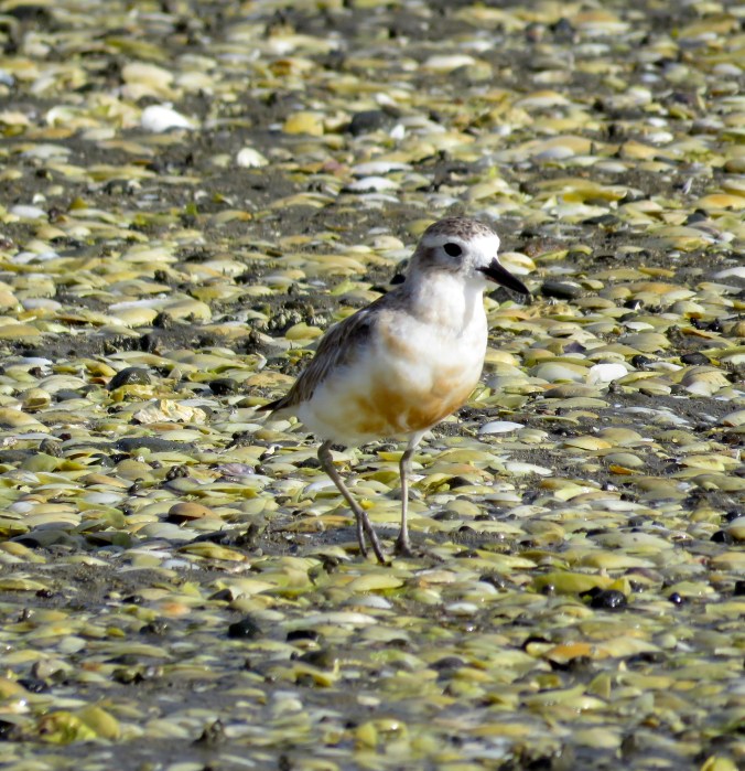 New Zealand Dotterel by James Zainaldin - La Paz Group