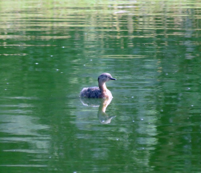 New Zealand Grebe by James Zainaldin - La Paz Group