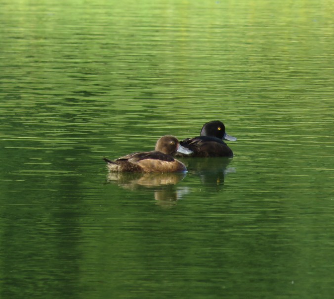 New Zealand Scaup - La Paz Group