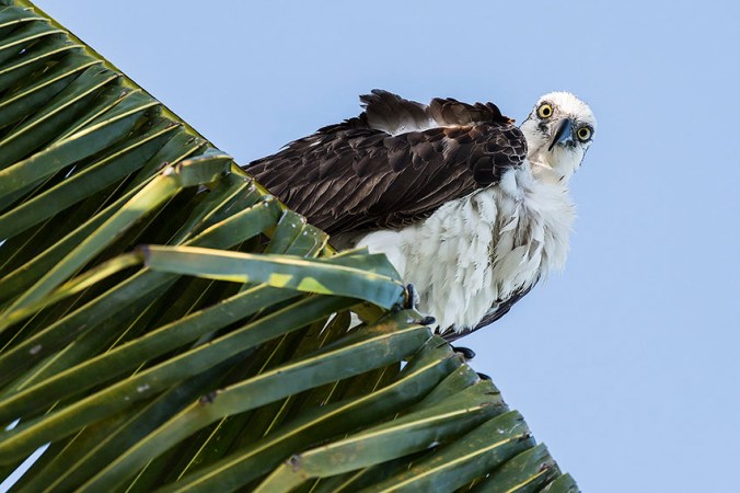 Osprey by Leander Khil - La Paz Group