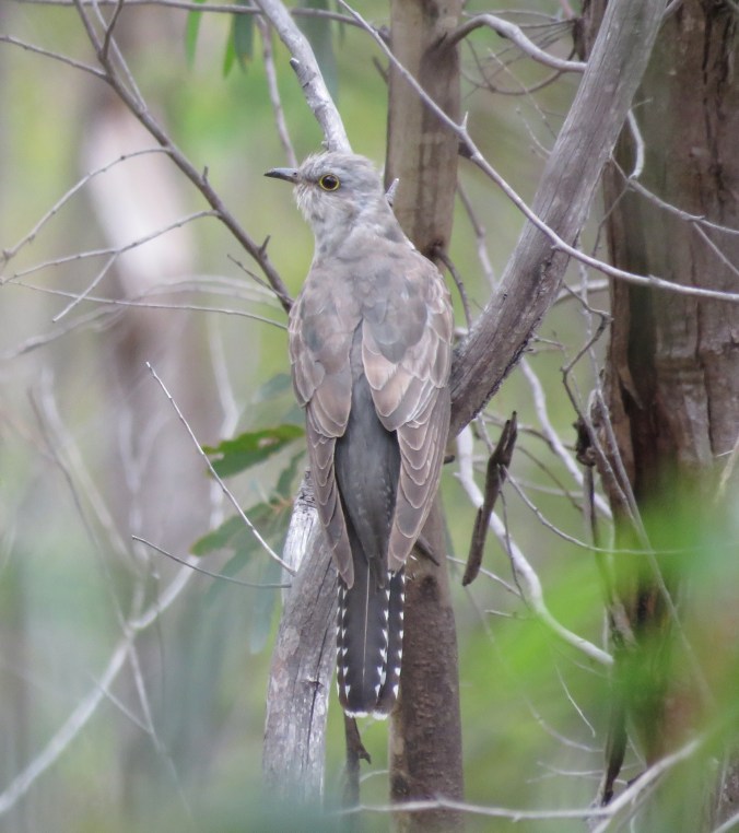 Pallid Cuckoo by James Zainaldin - La Paz Group