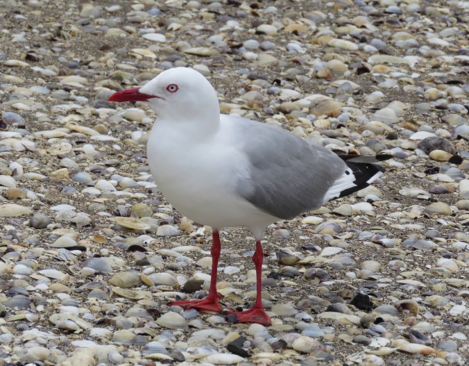 Red-billed Gull by James Zainaldin - La Paz Group