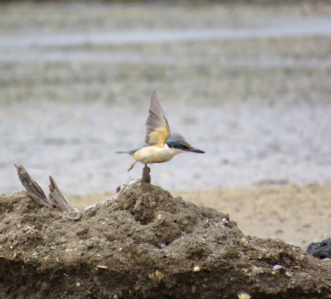 Sacred Kingfisher by James Zainaldin - La Paz Group