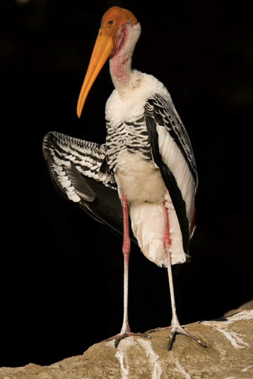 Painted Stork by Sudhir Shivaram - La Paz Group