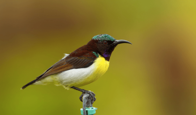 Purple-rumped Sunbird by Sudhir Shivaram - La Paz Group
