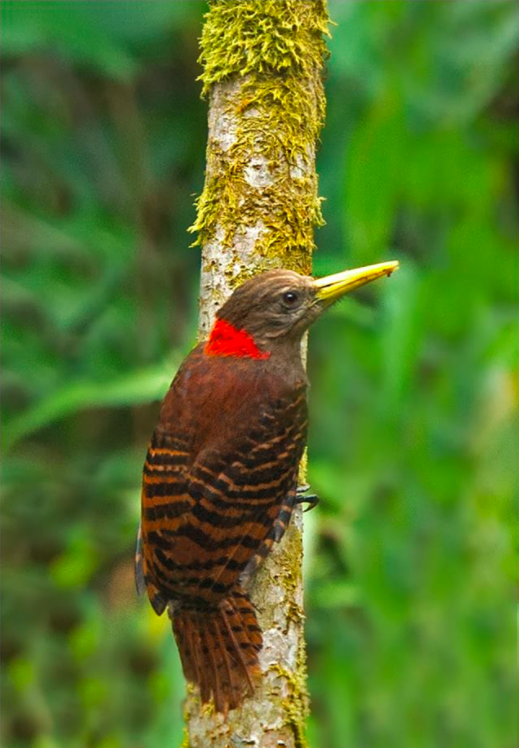Bay Woodpecker by Dr. Eash Hoskote - La Paz Group