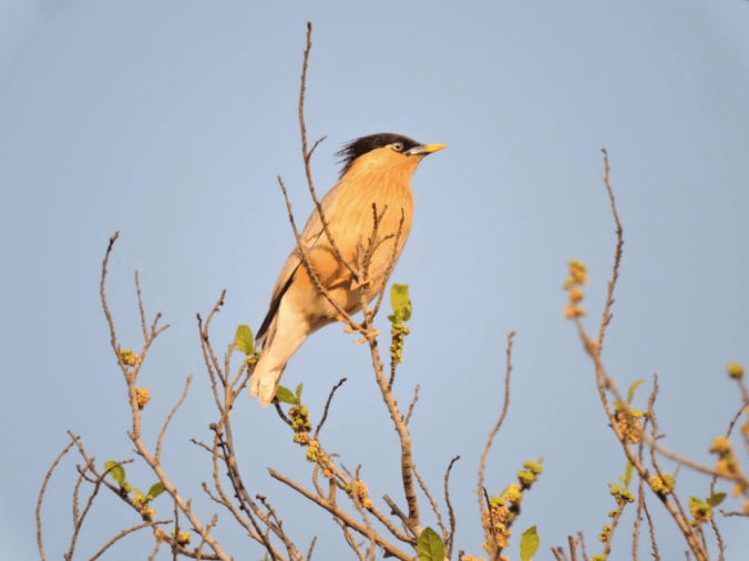 Brahminy Starling by Puneet Dhar - La Paz Group