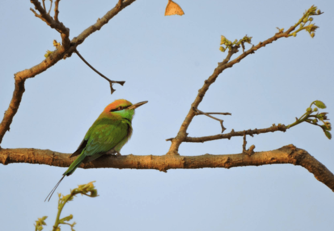 Small Green Bee-eater by Puneet Dhar - La Paz Group