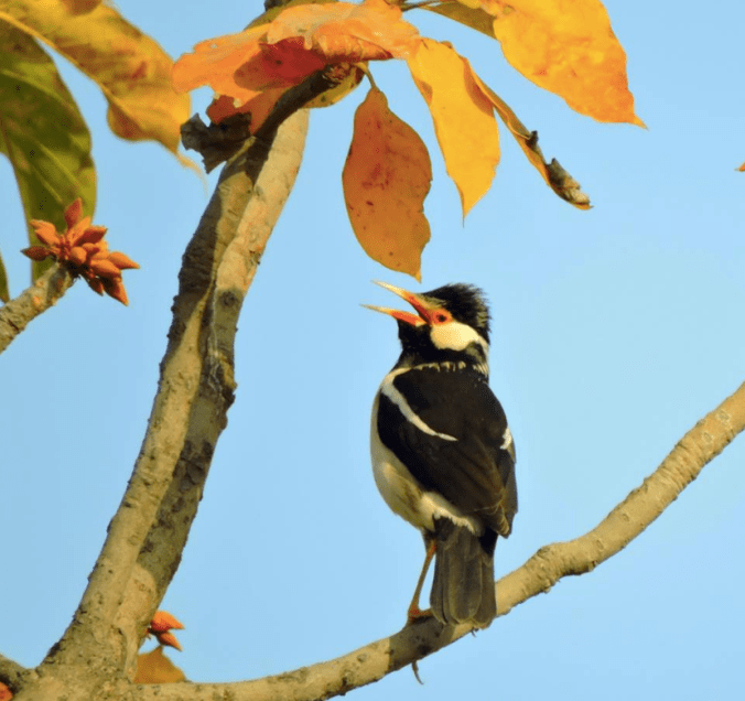 Asian Pied Starling by Puneet Dhar - La Paz Group