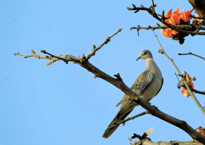 Spotted Dove by Puneet Dhar - La Paz Group
