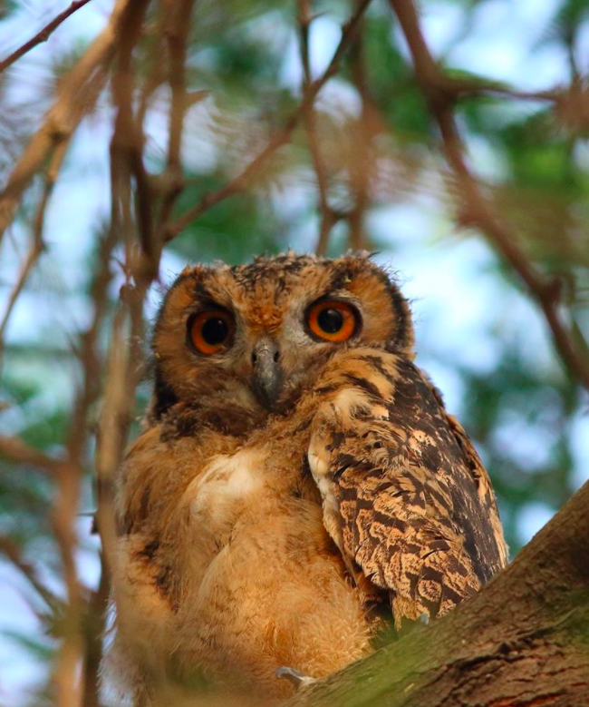 Common Eagle-owl by Puneet Dhar - La Paz Group
