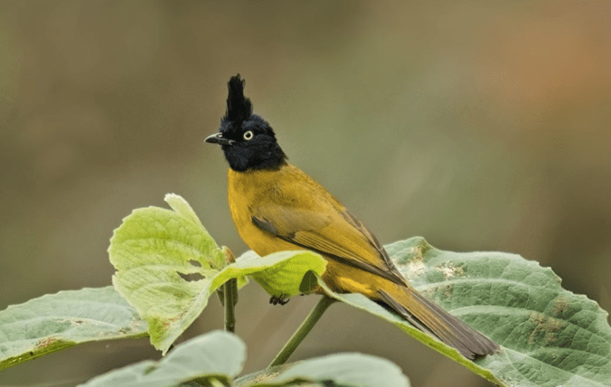 Black-crested Bulbul by Dr. Eash Hoskote - La Paz Group