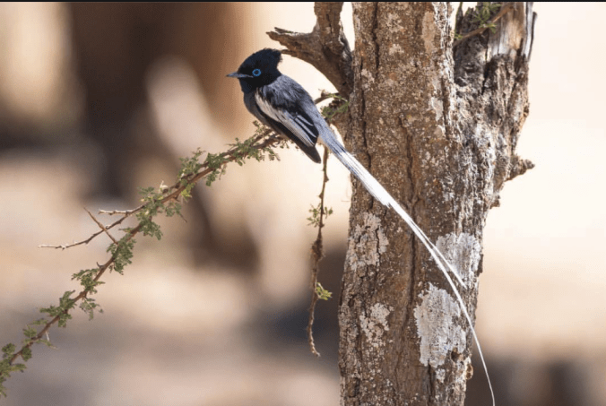 African Paradise Flycatcher by Shailee Shah - La Paz Group