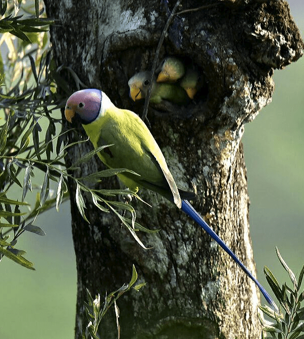 Plum-headed Parakeet by Vijaykumar Thondaman - La Paz Group