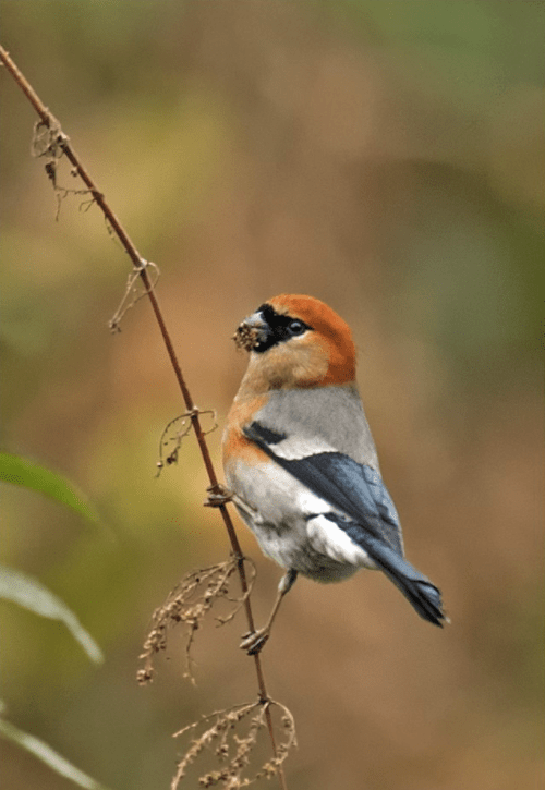 Red-headed Bullfinch by Dr. Eash Hoskote - La Paz Group