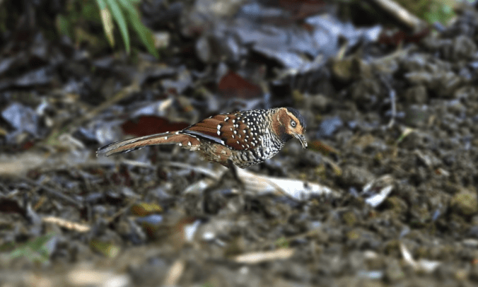 Spotted Laughingthrush by Gururaj Moorching - La Paz Group