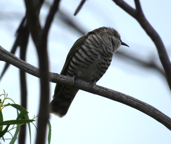 Shining Bronze-Cuckoo by James Zainaldin - La Paz Group