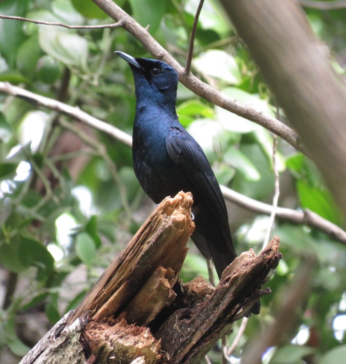 Shining Flycatcher by James Zainaldin - La Paz Group