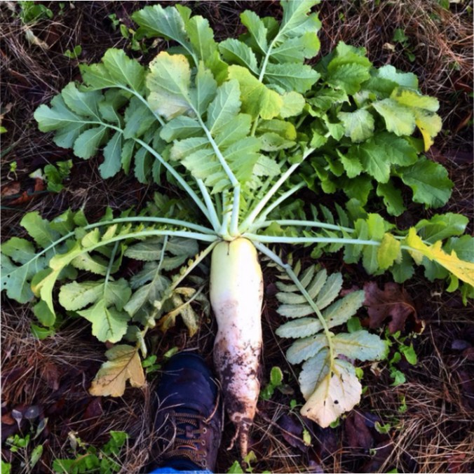 stl-radish-03_resize.jpg