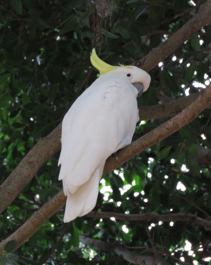 Sulphur-crested Cockatoo by James Zainaldin - La Paz Group