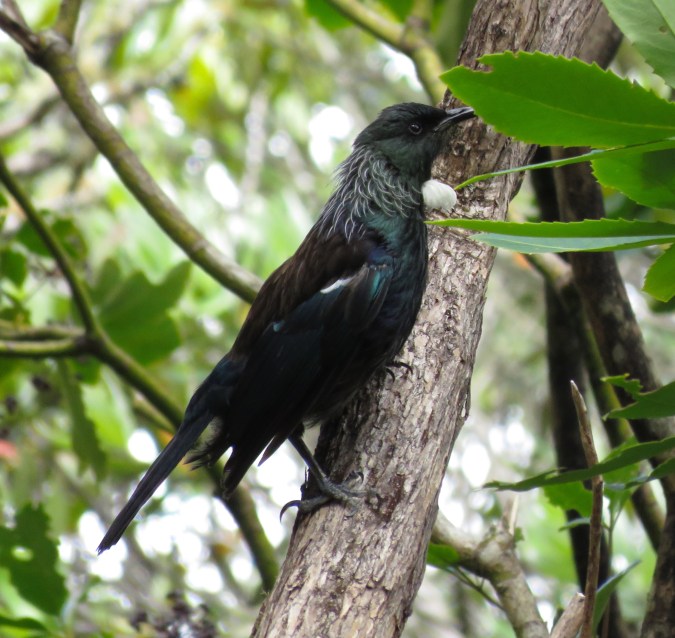 Tui by James Zainaldin - La Paz Group