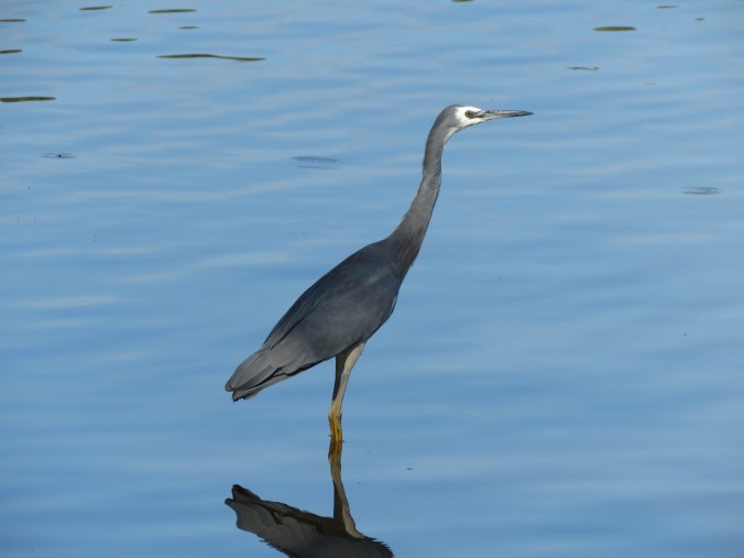 White-faced Heron by James Zainaldin - La Paz Group