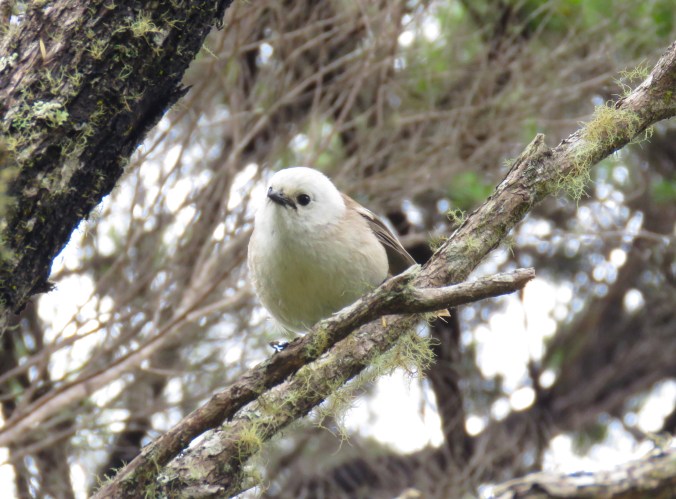 Whitehead by James Zainaldin - La Paz Group