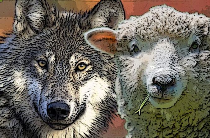 wolf-and-sheep.jpg
