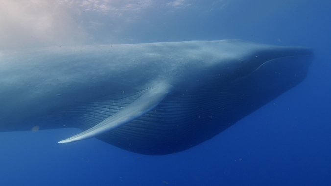 24Tb-whale5-superJumbo.jpg