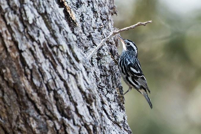 Black-and-white Warbler by Leander Khil - La Paz Group