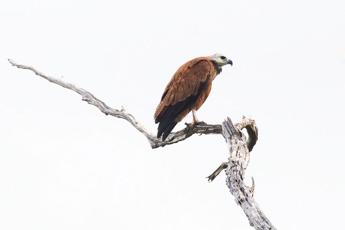 Black-collared Hawk by Leander Khil - La Paz Group