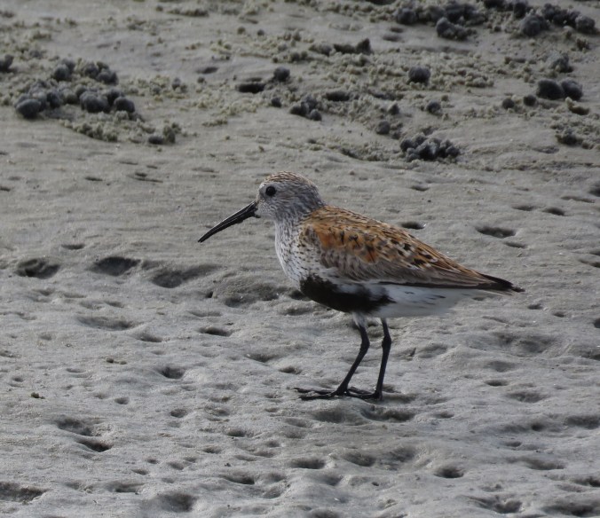 Dunlin by James Zainaldin - La Paz Group
