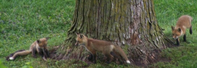 Five red fox kits around the tree.jpg