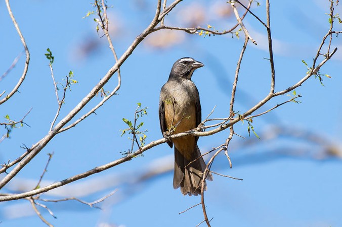 Grayish Saltator by Leander Khil - La Paz Group