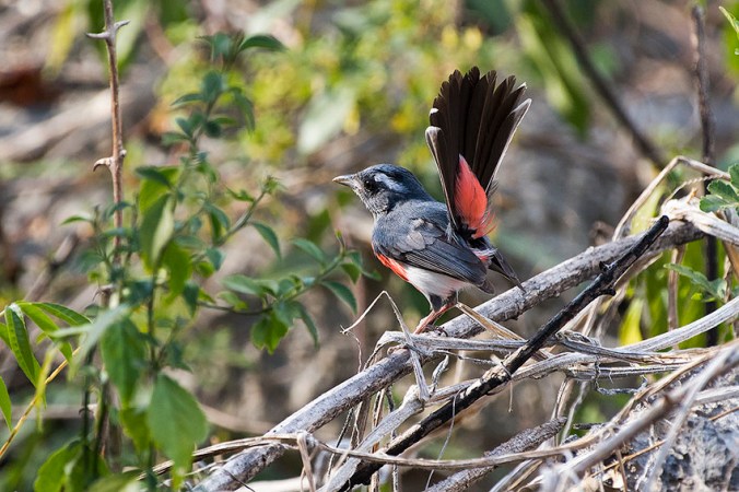 Grey-throated Chat by Leander Khil - La Paz Group