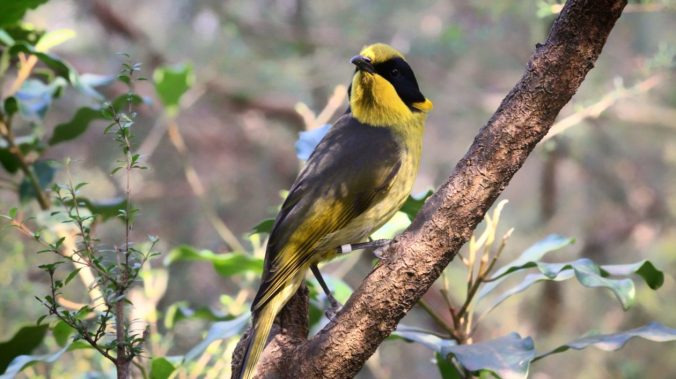 Helmeted_Honeyeater_at_Healesville_Sanctuary_in_Healesville_Victoria_Australia._Birds_are_being_bred_under_a_captive_breeding_program_for_reintroduction_into_the_wild_over_time-1260x708