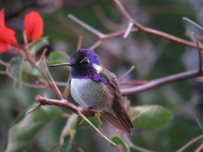 La Paz Group - Seth Inman. Costa's Hummingbird