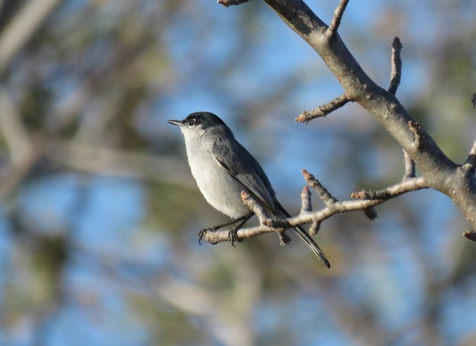 California Gnatcatcher by Seth Inman - La Paz Group