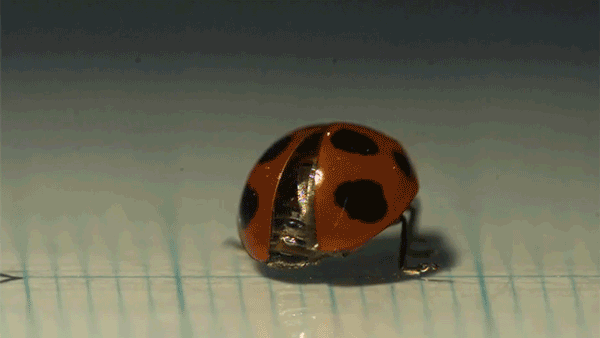 ladybug_600.gif