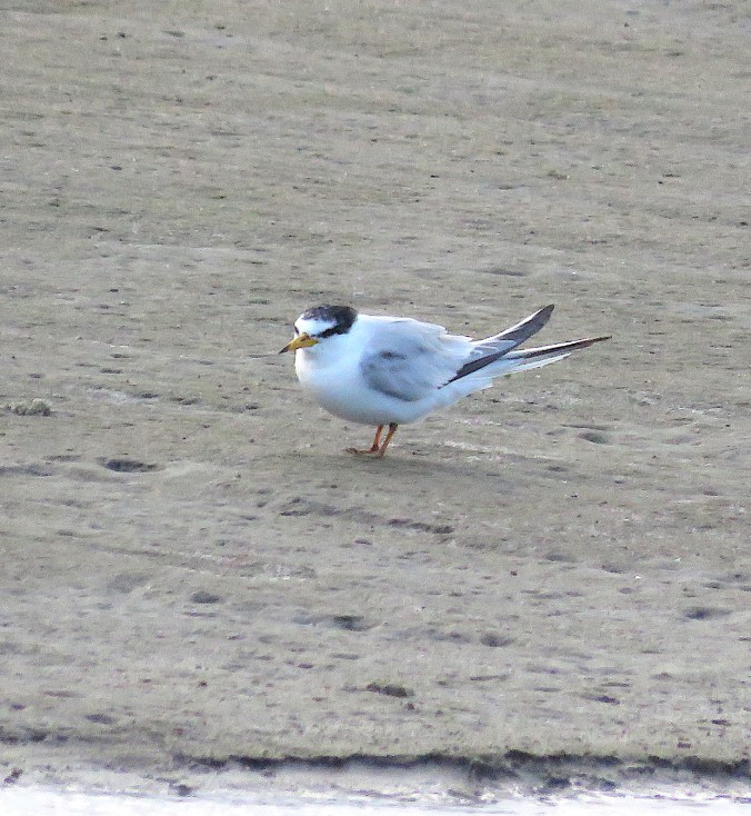 Least Tern by James Zainaldin - La Paz Group