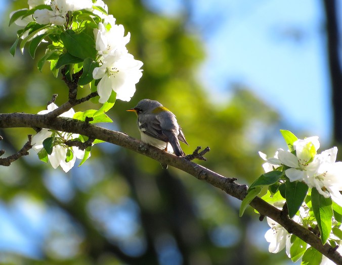 Northern Parula by James Zainaldin - La Paz Group